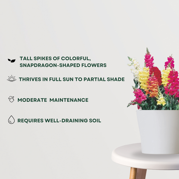 Antirrhinum (Snapdragon) plant